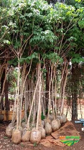 Árvores Nativas
