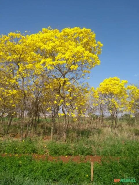 Árvores Nativas Imagem Árvores Nativas