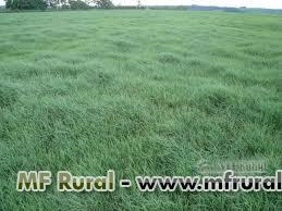 MUDAS TIFTON Imagem MUDAS TIFTON