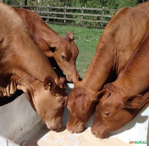 Vacas PO Imagem Vacas PO