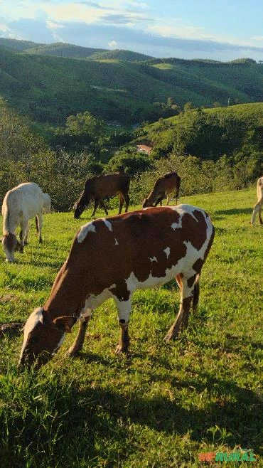 Novilhas Aneloradas e cruzadas