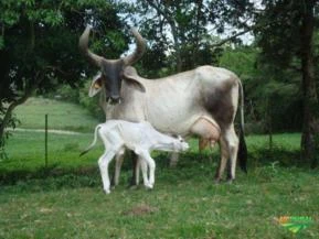 Tourinhos Guzera Leiteiros