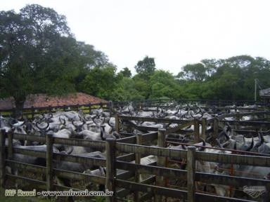 Imagem Touro Guzerá PO Imagem Touro Guzerá PO