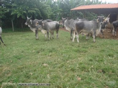 Imagem Touro Guzerá PO Imagem Touro Guzerá PO