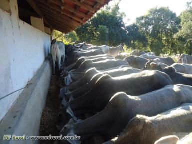 Imagem Touro Guzerá PO Imagem Touro Guzerá PO