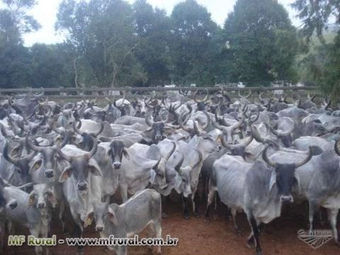 Imagem Touro Guzerá PO Imagem Touro Guzerá PO