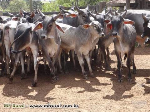 Imagem Touro Guzerá PO Imagem Touro Guzerá PO