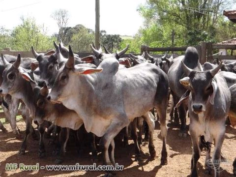 Imagem Touro Guzerá PO Imagem Touro Guzerá PO