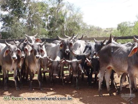 Imagem Touro Guzerá PO Imagem Touro Guzerá PO