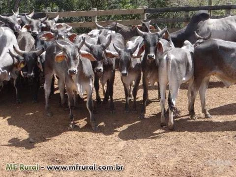 Imagem Touro Guzerá PO Imagem Touro Guzerá PO