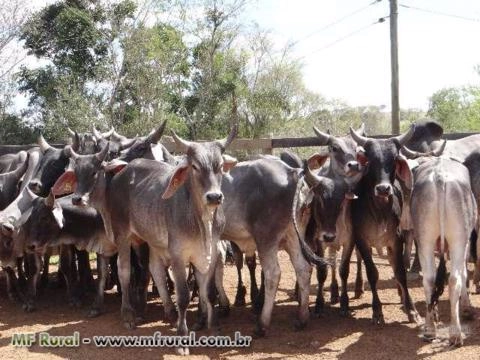 Imagem Touro Guzerá PO Imagem Touro Guzerá PO