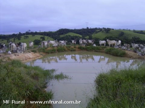 Imagem Touro Guzerá PO Imagem Touro Guzerá PO