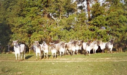 Imagem Touro Guzerá PO Imagem Touro Guzerá PO