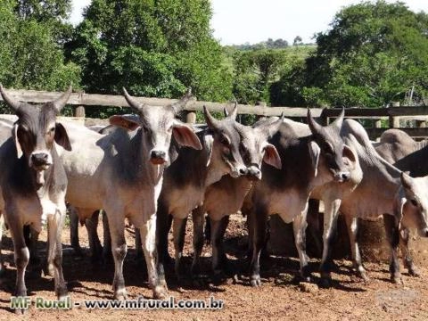 Imagem Touro Guzerá PO Imagem Touro Guzerá PO