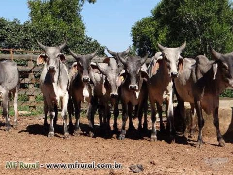 Imagem Touro Guzerá PO Imagem Touro Guzerá PO