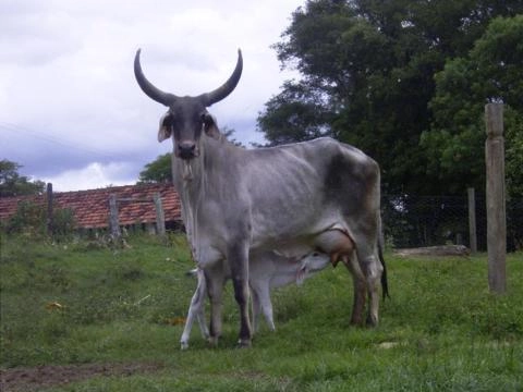 Imagem Touro Guzerá PO Imagem Touro Guzerá PO