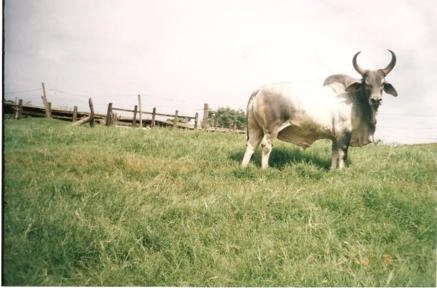 Imagem Touro Guzerá PO Imagem Touro Guzerá PO
