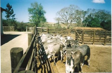 Imagem Touro Guzerá PO Imagem Touro Guzerá PO