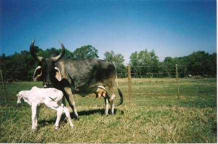 Imagem Touro Guzerá PO Imagem Touro Guzerá PO
