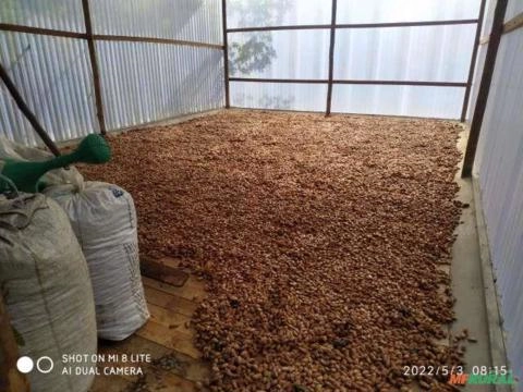 Cacau em amêndoas seca Imagem Cacau em amêndoas seca