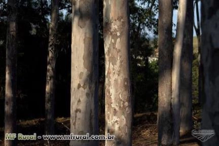 COMPRO EUCALIPTO CITRIODORA PARA DORMENTES Imagem COMPRO EUCALIPTO CITRIODORA PARA DORMENTES