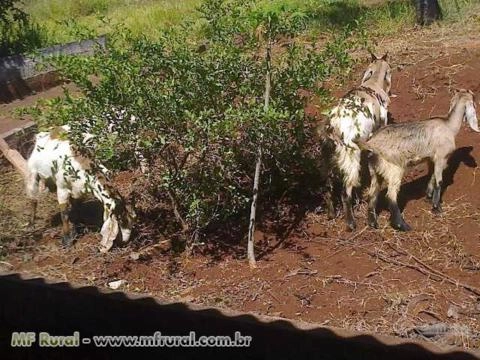 Compro cabras e carneiros Imagem Compro cabras e carneiros