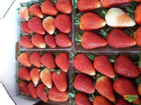 Morangos da serra Imagem Morangos da serra