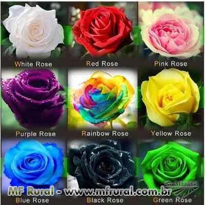 90 Sementes Rosas (preta,roxa,arco-íris,etc) Frete Grátis