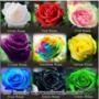 90 Sementes Rosas (preta,roxa,arco-íris,etc) Frete Grátis