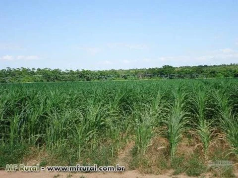 Fazenda Funil 200km de Brasília-df , 7 km de Buritis-mg