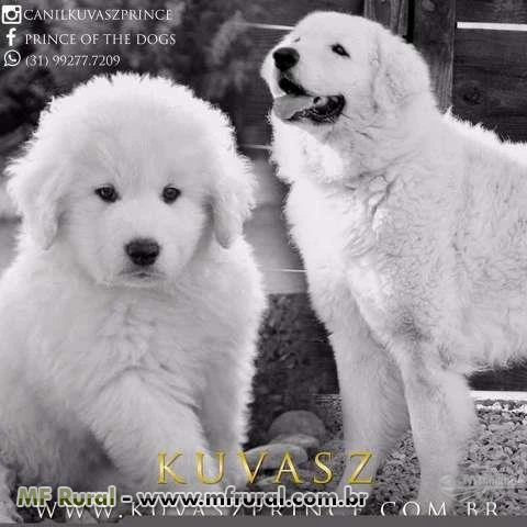 Lindissimos filhotes da Raça Kuvasz - Um cão perfeito para Guarda Cia e trabalho