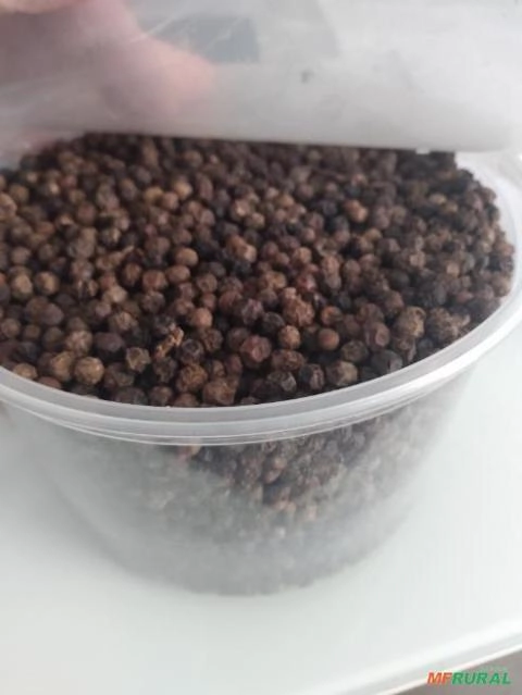 Pimenta do reino Imagem Pimenta do reino