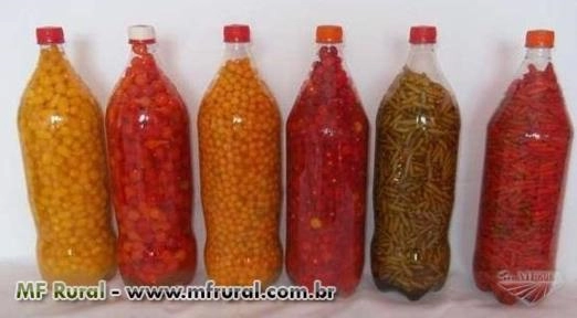 Pimenta Bode Imagem Pimenta Bode