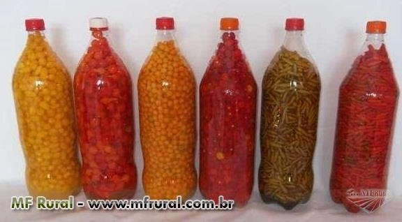 Pimenta Bode Imagem Pimenta Bode