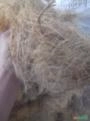 Fibra e pó de coco em tonelada Imagem Fibra e pó de coco em tonelada