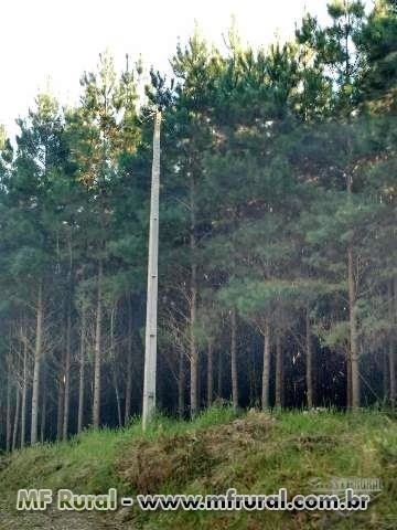 Fazenda de Pinus