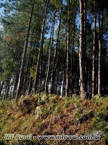 Fazenda de Pinus