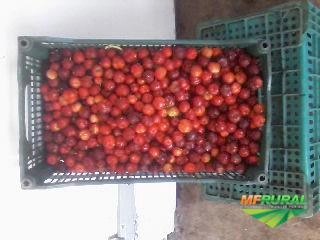 Imagem Acerola Imagem Acerola