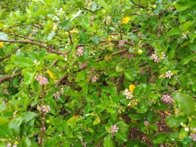 Imagem Acerola Imagem Acerola