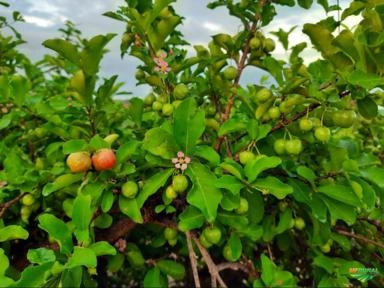 Imagem Acerola Imagem Acerola