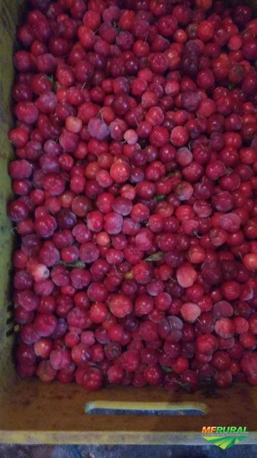Acerola Imagem Acerola