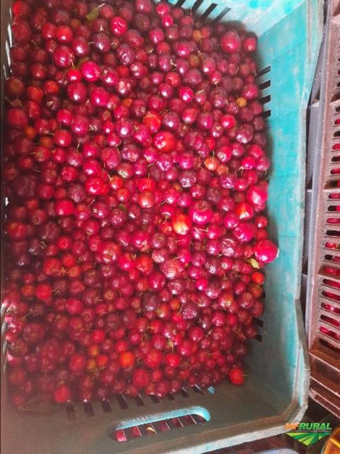 Imagem Acerola Imagem Acerola
