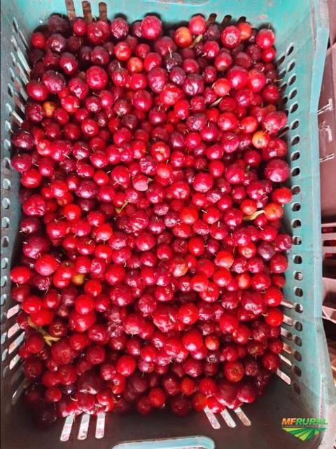 Imagem Acerola Imagem Acerola