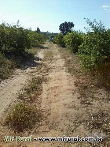 Imagem Acerola Imagem Acerola