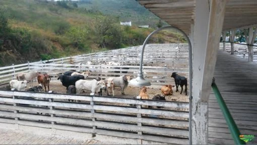 Frigorífico, abatedouro em Jequié, Bahia