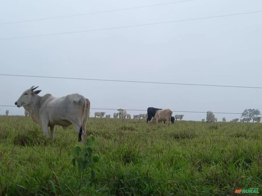 Fazenda agropecuária Minas Gerais, 6.055 hectares, 3.000 cabeças