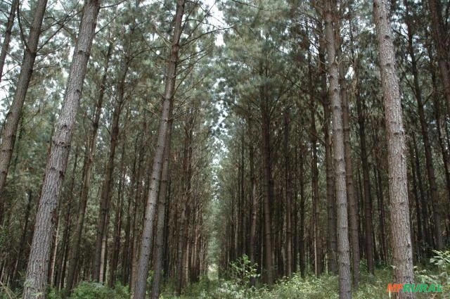 Fazenda de Pinus no Paraná