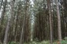 Fazenda de Pinus no Paraná