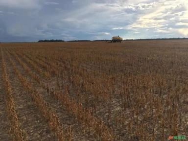 Fazenda produtora de arroz, milho e soja