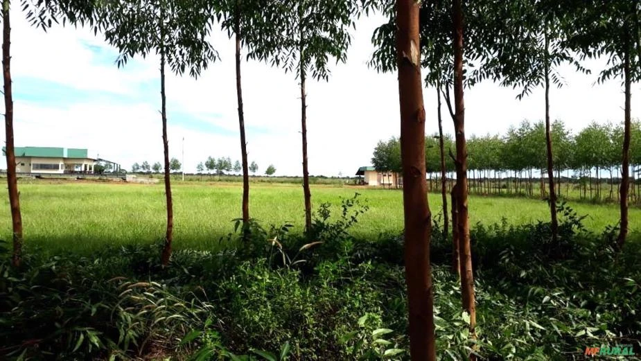 Fazenda produtora de arroz, milho e soja